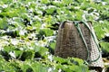 Basket put cabbage Royalty Free Stock Photo