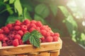 Basket with raspberries near bush on wooden table in garden Royalty Free Stock Photo