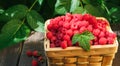 Basket with raspberries near bush on wooden table in garden Royalty Free Stock Photo