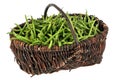 Basket of raw green beans in a wicker basket Royalty Free Stock Photo