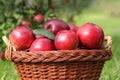 Basket of red apples Royalty Free Stock Photo