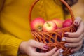 Basket with red apples in hands at sunset field garden. Selective focus Royalty Free Stock Photo