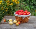 Basket with red apples and several white apples on a wooden table in a garden Royalty Free Stock Photo