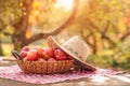 Basket with red apples on a wooden table against the background of autumn nature. Texture table with red tablecloth, apple harvest Royalty Free Stock Photo