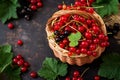 Basket with Red and Black currant with leaves. Royalty Free Stock Photo