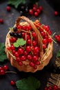 Basket with Red and Black currant with leaves. Royalty Free Stock Photo