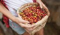 Basket with red ripe coffee beans in a hads of coffee picker at coffee plantation in Colombia Royalty Free Stock Photo