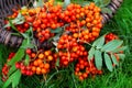 Basket of red rowan