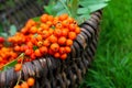 Basket of red rowan