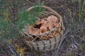 Basket with redheads standing under the tree in a forest clearing