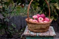 Basket of ripe apples