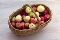 Basket with ripe fresh red, yellow and green apples. Autumn harvesting Royalty Free Stock Photo