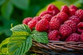 basket of ripe raspberries, with leaves still attached