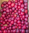 Basket of ripe red plums ready to eat for sale at the farmers market Royalty Free Stock Photo