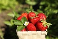 Basket of ripe strawberries in field on sunny day, closeup Royalty Free Stock Photo
