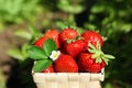 Basket of ripe strawberries in field on sunny day, closeup Royalty Free Stock Photo