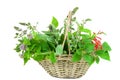 Basket with sage and mentha