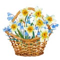 Basket with Scylla and daffodils. Spring bouquet.