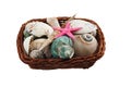 Basket of sea shells Royalty Free Stock Photo
