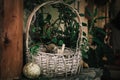 Basket with sea shells as decoration object from Crete island, Greece Royalty Free Stock Photo