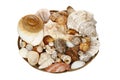 Basket of seashells Royalty Free Stock Photo