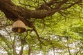 Basket-shaped electric suspension hanging from the branch of a t