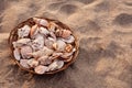 Basket with shells. Sea and ocean shells on the sand background, Sea vacations, shells. Copy space Royalty Free Stock Photo