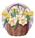 Basket with spring flowers on isolated background. Vector illustration of a bouquet of daffodils in a wicker