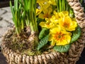 Basket with yellow spring primroses
