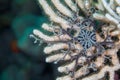 Basket Star Astrocladus euryale on a sea fan underwater Royalty Free Stock Photo