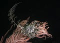A Basket Star (Astrocladus euryale) thats attached to a Palmate sea fan Royalty Free Stock Photo