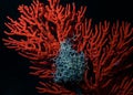 Basket Star attached to an orange sea fan Royalty Free Stock Photo