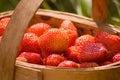 Basket of the strawberries Royalty Free Stock Photo