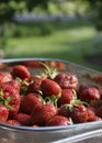 Basket of strawberries