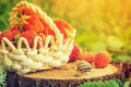 Basket with strawberries and a snail is on the stump, toned Royalty Free Stock Photo