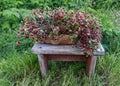 Basket with strawberries standing on a wooden bench.