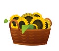 Basket of sunflower flowers. Harvest agricultural plant. Food product of sunflower oil production. Farmer farm