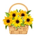 Basket with sunflowers. Vector illustration. Royalty Free Stock Photo