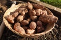 basket with sunroot above ground for growing. jerusalem artichoke plant for planting