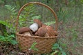 Basket of super delicious mushrooms