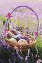 Basket with sweet-stuff in purple lavender flowers