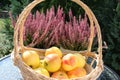 Basket with sweet Swedish Aroma apples - Heather plants in background
