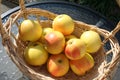 Basket with sweet Swedish Aroma apples