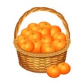 Basket with tangerine fruits. Vector illustration.