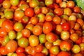 Basket of tomatoes Royalty Free Stock Photo