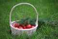 Basket of tomatoes and bunch of dill isolated on the grass Royalty Free Stock Photo