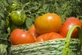 Basket of tomatoes in the garden Royalty Free Stock Photo