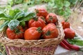 Basket of tomatoes in a vegetable garden Royalty Free Stock Photo