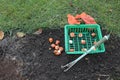 Basket with tulip bulbs is next to the bulbs group, garden ripper and gloves on background of soil and grass