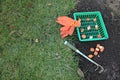 Basket with tulip bulbs is next to the bulbs group, garden ripper and gloves